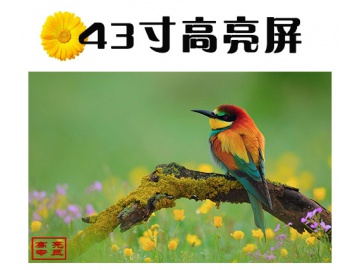 43寸高亮液晶屏 1920*1080 IPS液晶屏 1000亮度 51PINS LVDS 户外高亮液晶屏 阳光下可视