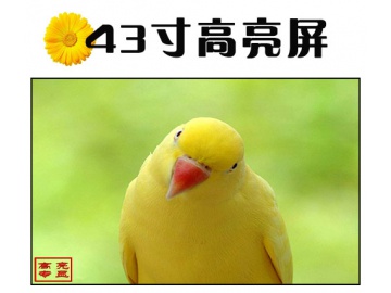 43寸高亮液晶屏 1920*1080 IPS液晶屏  1500亮度 51PINS LVDS 户外高亮液晶屏 阳光下可视