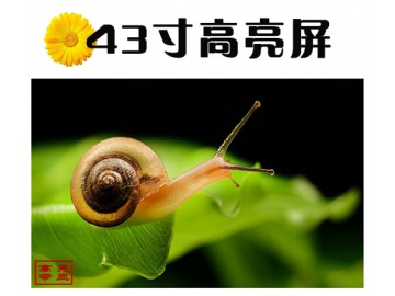 43寸高亮液晶屏 1920*1080 IPS液晶屏 3000亮度 51PINS LVDS 户外高亮液晶屏 阳光下可视