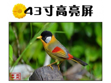 43寸高亮液晶屏 1920*1080 IPS液晶屏 4000亮度 51PINS LVDS 户外高亮液晶屏 阳光下可视