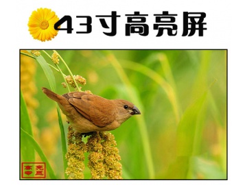 43寸高亮液晶屏 1920*1080 IPS液晶屏 4500亮度 51PINS LVDS 户外高亮液晶屏 阳光下可视