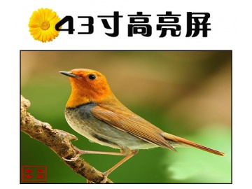 43寸高亮液晶屏 1920*1080 IPS液晶屏 5000亮度 51PINS LVDS 户外高亮液晶屏 阳光下可视